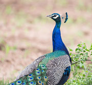 peacock